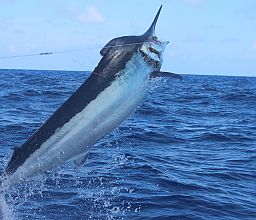 Giant Black Marlin