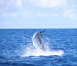 Giant Black Marlin