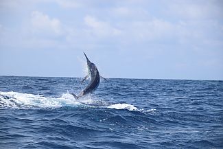 Marlin Fishing Charter Combo pic 1