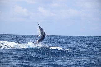 Marlin Fishing Charter Combo pic 1 Marlin Fishing Charter Combo pic 1
