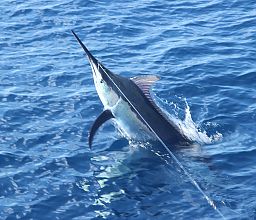 Juvenile Black Marlin